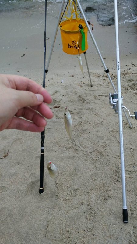 宮津江尻でピンギスラッシュ